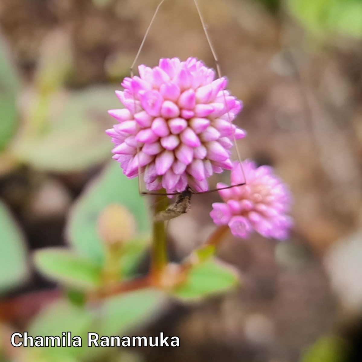 Persicaria capitata (Buch.-Ham. ex D.Don) H.Gross